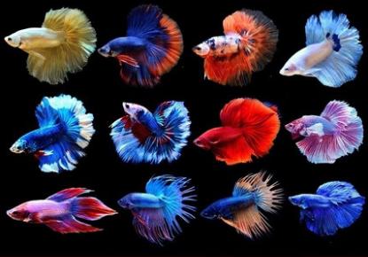 适合新手养的十大最耐活观赏鱼,十大适合新手养的漂亮观赏鱼