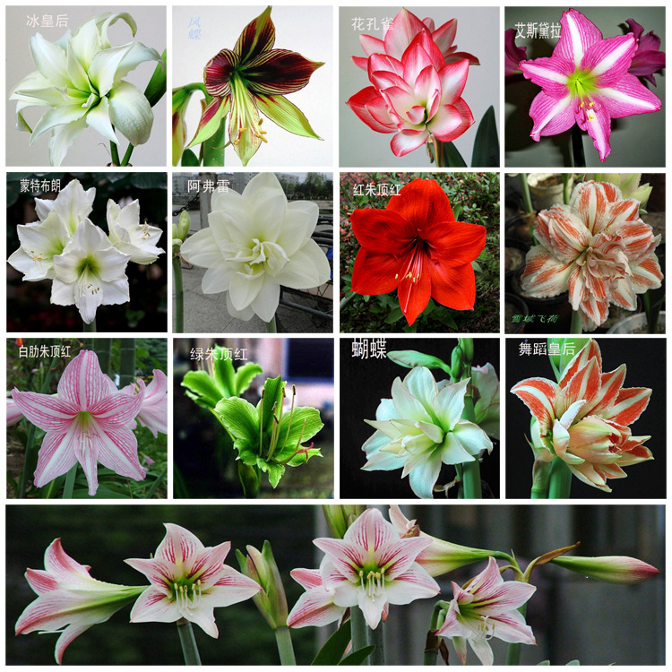 这“38种花”，当你开始收集品种时，你已入坑颇深