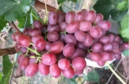 大荔美吗,大荔县的美