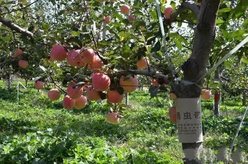 果树清园到底用什么药最好,冬季蜜柚清园管理要点