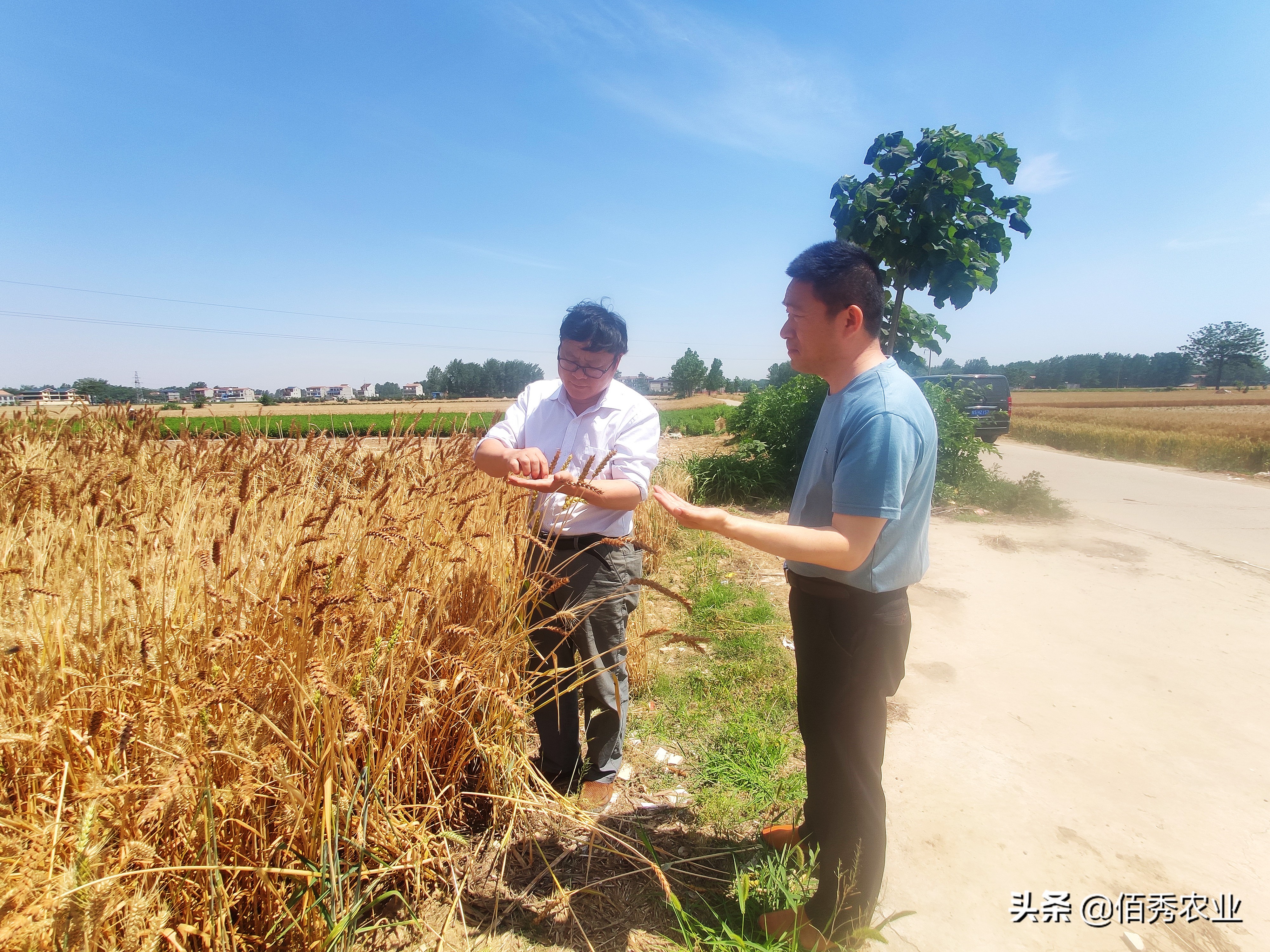 小麦田间杂草如何防治,小麦常见病防治方案