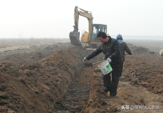 种植桃树的间距是很有讲究的,科学合理的种植模式