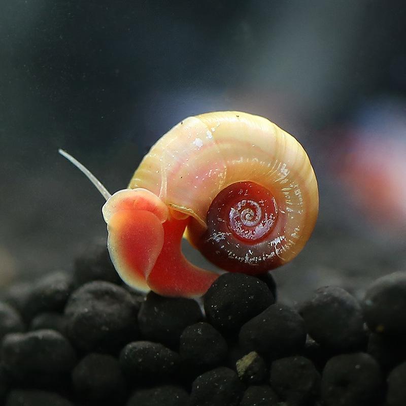 苹果螺会吃藻吗,苹果螺怎么饲养