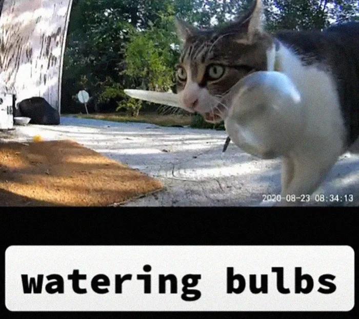 国外中国人遇到中华田园猫,中华田园猫在海外保护主人