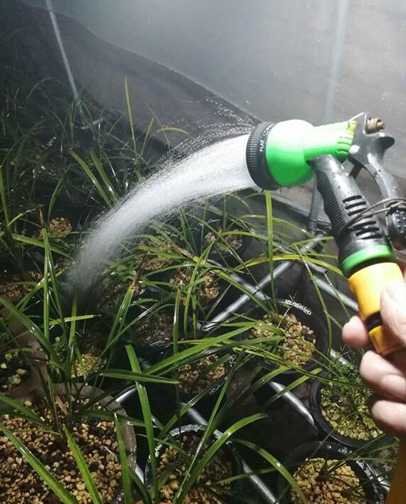 兰花浇水用自来水,兰花浇水加白醋还是陈醋