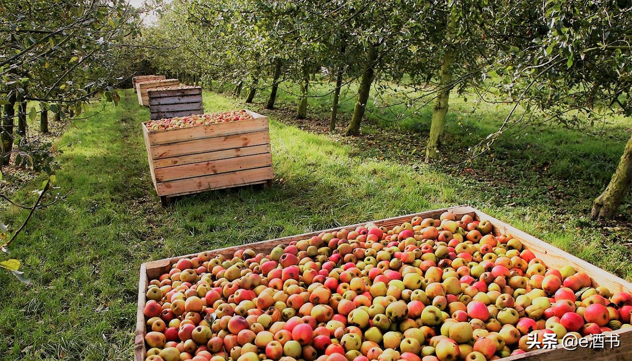 苹果酒泡酒,苹果酒applewine