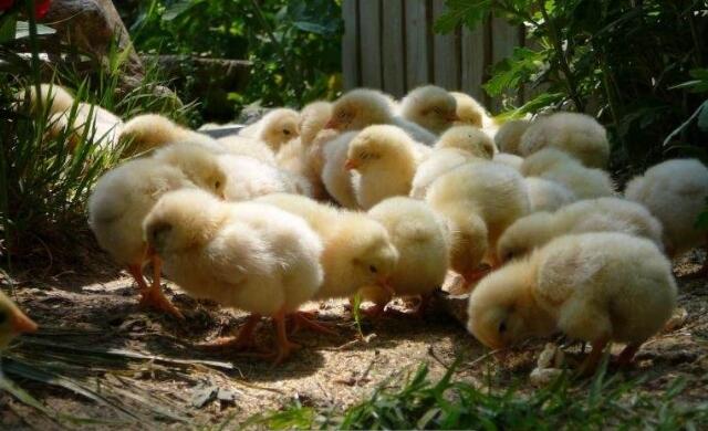 刚孵出的小鸡怎么分公母,小鸡怎么通过翅膀分公母