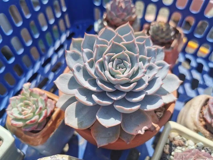 我和多肉,我与多肉