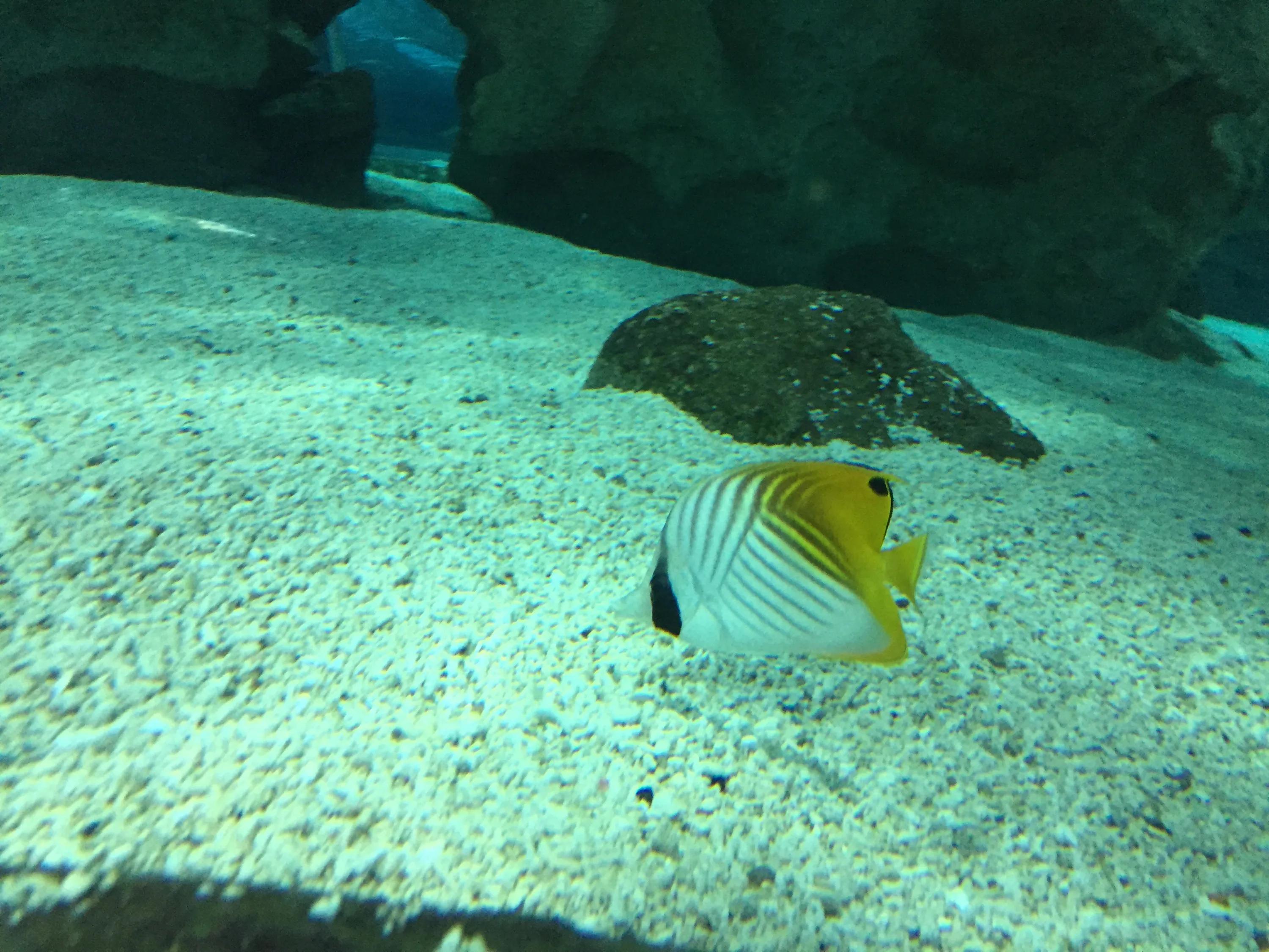 京津冀旅游一卡通海底世界,海底世界可以用旅游一卡通吗