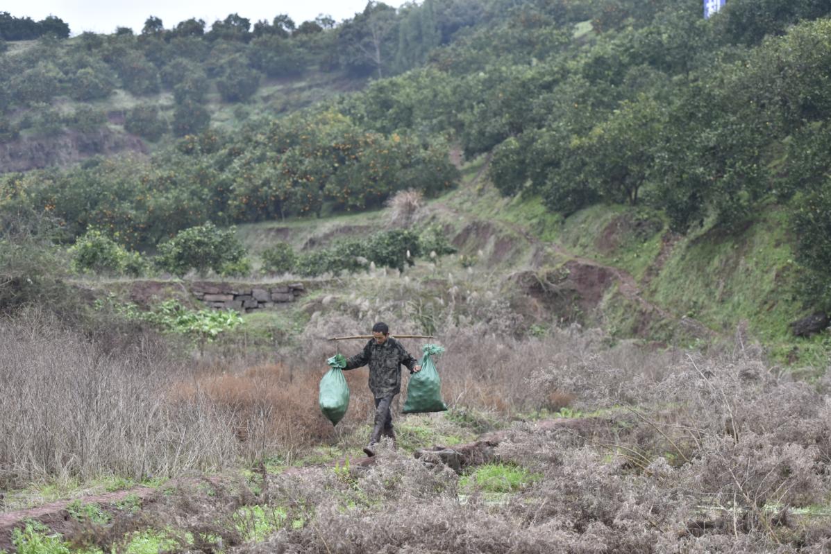 免狐扶贫项目上线,为麻阳甜橙解决销路难题