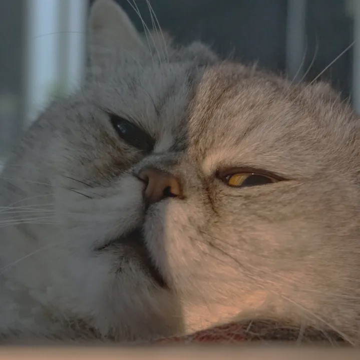 向往的生活锅碗瓢盆分别被谁养,向往的生活锅碗瓢盆4只狗