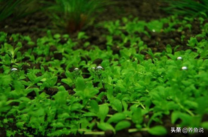 可以用的水草种子,买来的水草种子能直接入缸么