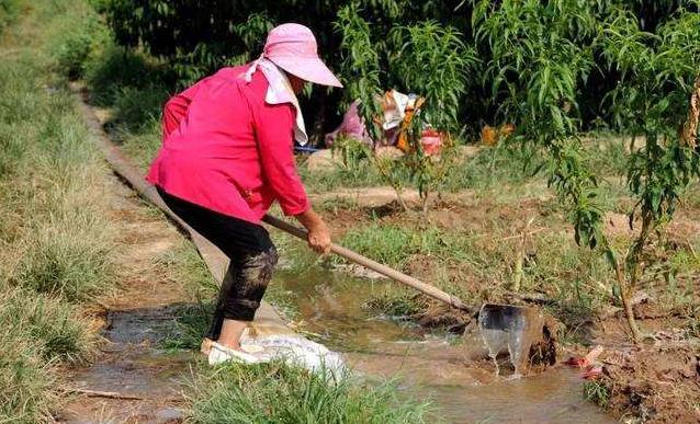 油桃幼果期裂果怎么回事,冬桃裂果最佳防治方法