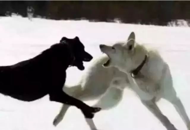 狼要吃小绵羊的真实故事,狼要吃羊的理由是什么