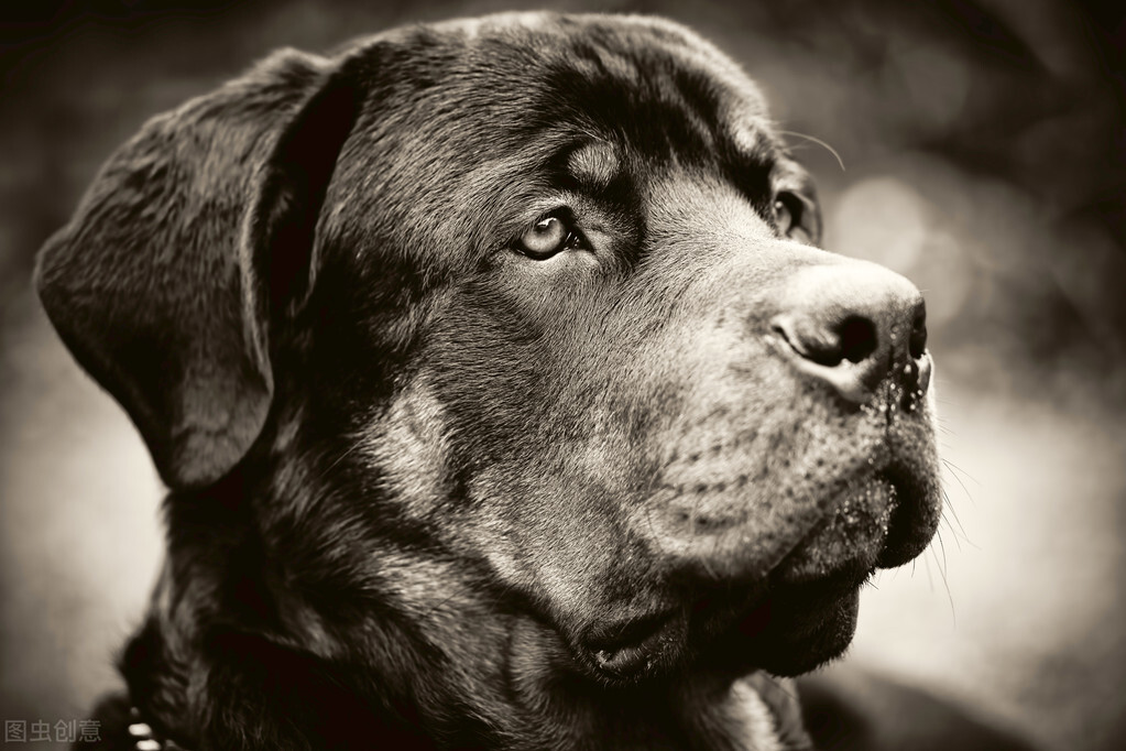 寻根问祖系列（9）：罗威纳犬（Rottweiler）