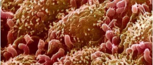 粪便也是救命粮,粪便真的能入药吗