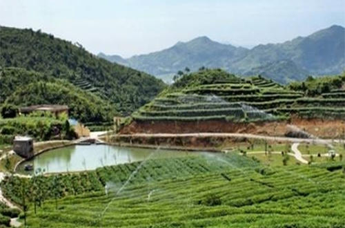 精选名茶白毫银针,白毫银针的历史起源和传说