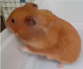 仓鼠种类大仓鼠,仓鼠的详细资料仓鼠的种类