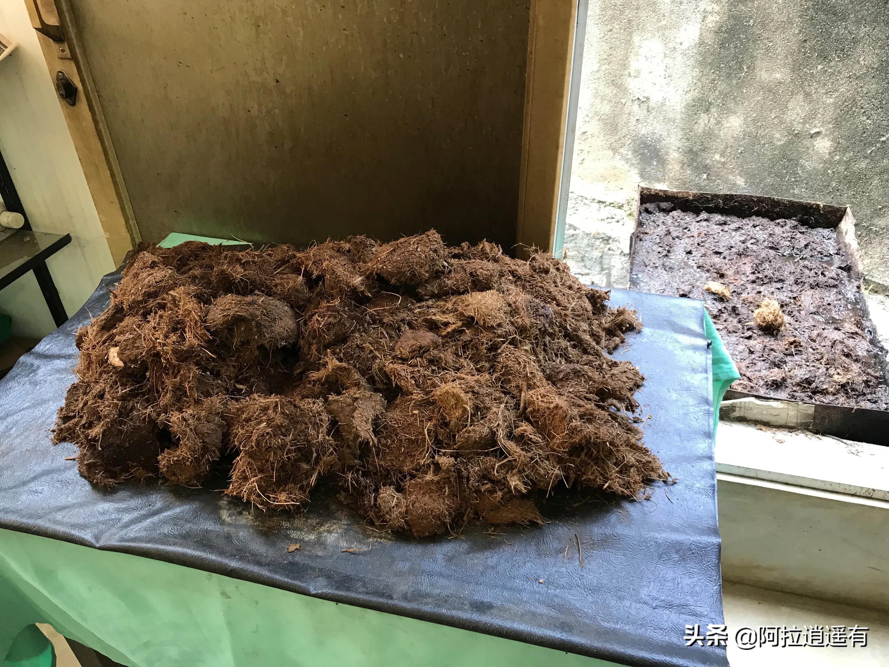 斯里兰卡大象粪便做纸,斯里兰卡大象粪便纸