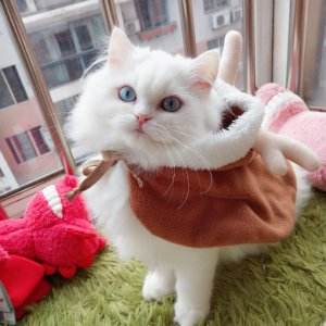 新手开始养猫要注意些什么问题,新手开始养猫要注意些什么