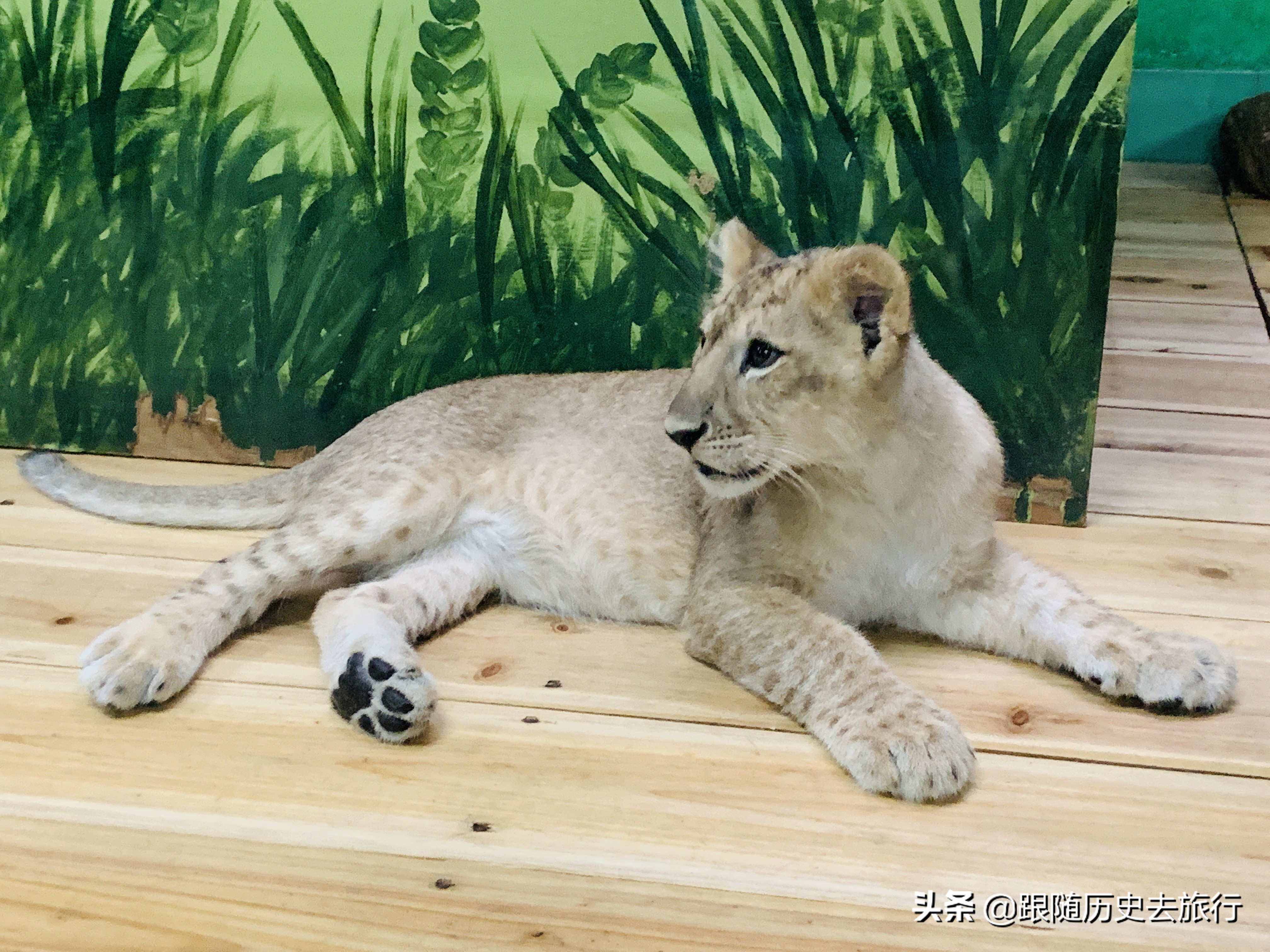 广州长隆动物园大熊猫门票多少钱,广州长隆水动物世界看大熊猫攻略