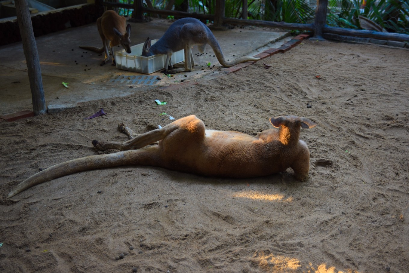 宋城千古情哪个区好,宋城千古情哪排的位置好