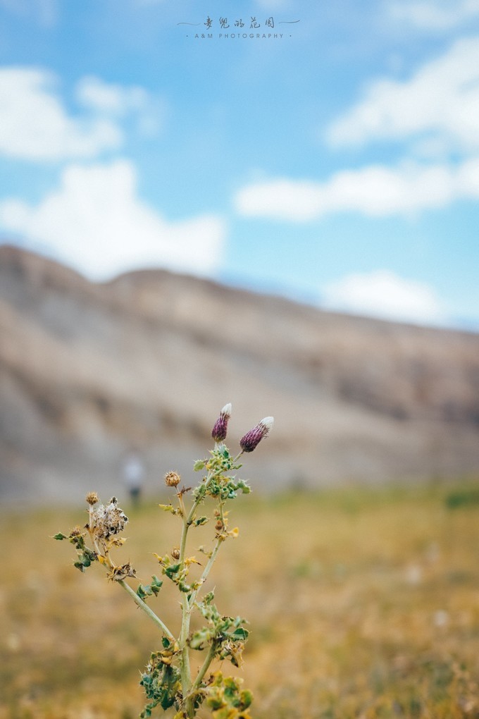 大美*疆新**，一个快递不包邮的地方，藏着不一样的异域风情