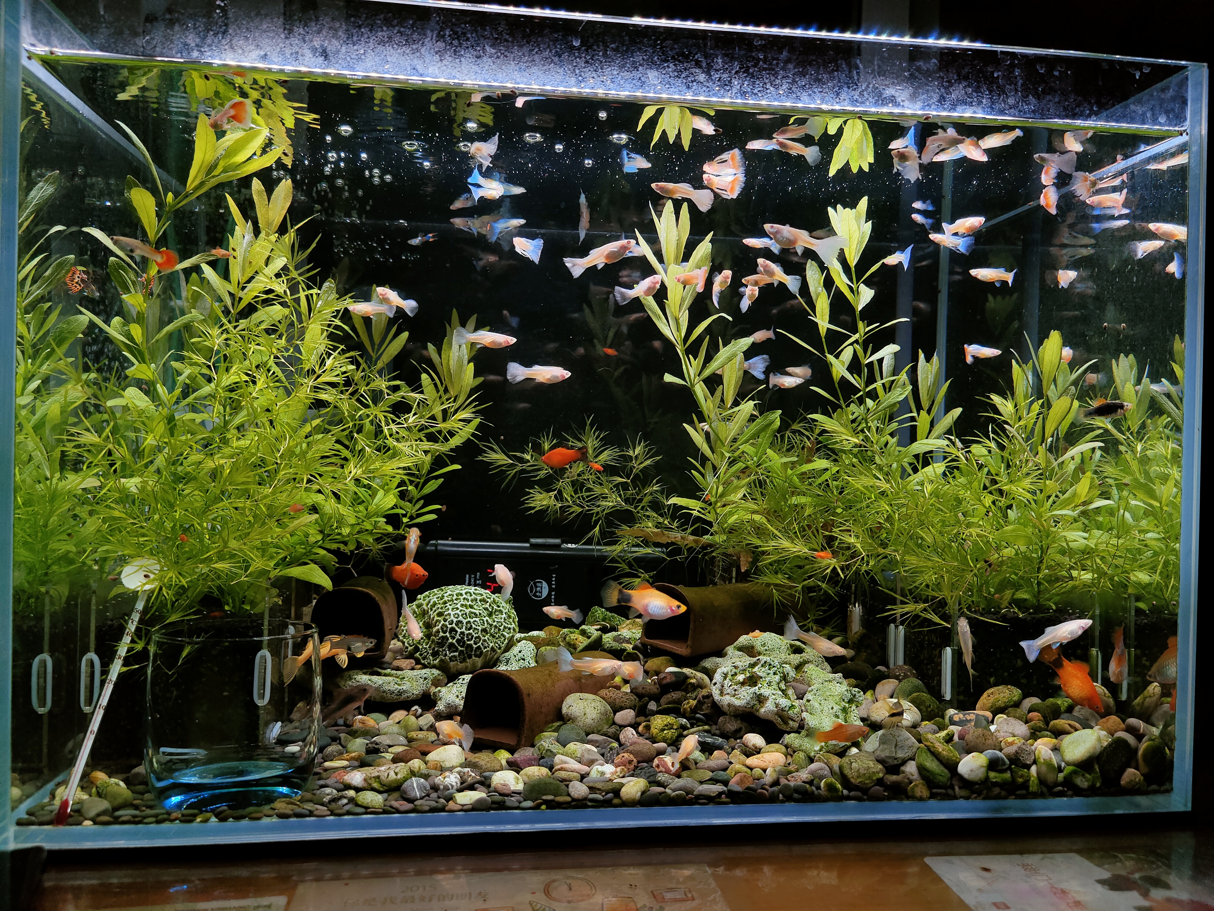 养观赏鱼哪方面最费钱,观赏鱼养哪种最省钱