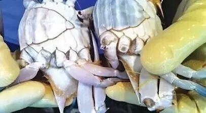 寿光羊口海鲜什么时间去合适,寿光羊口开海时间