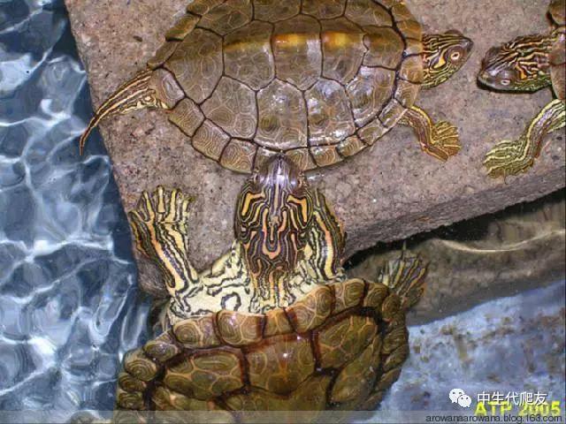 地图龟成体样子,地图龟种类及图解