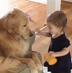 为啥金毛性格温顺,金毛的优缺点及性格介绍