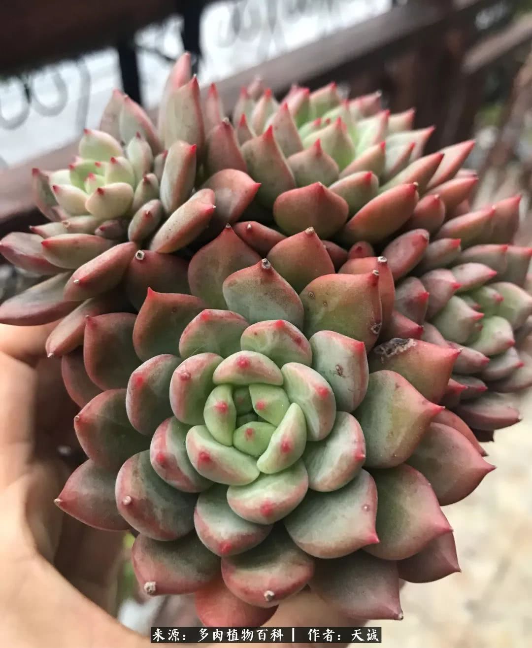 多肉从小养到大的过程,真爱的力量教程