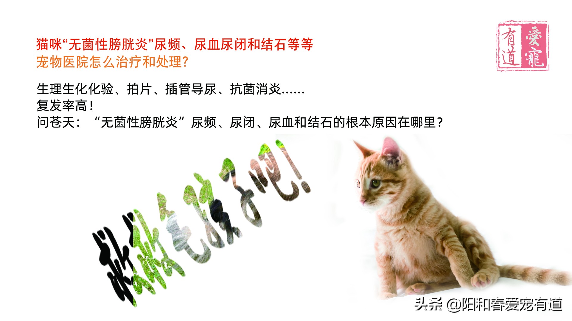 猫咪膀胱炎尿闭最佳治疗方法,猫膀胱炎尿道炎尿结石怎么区分
