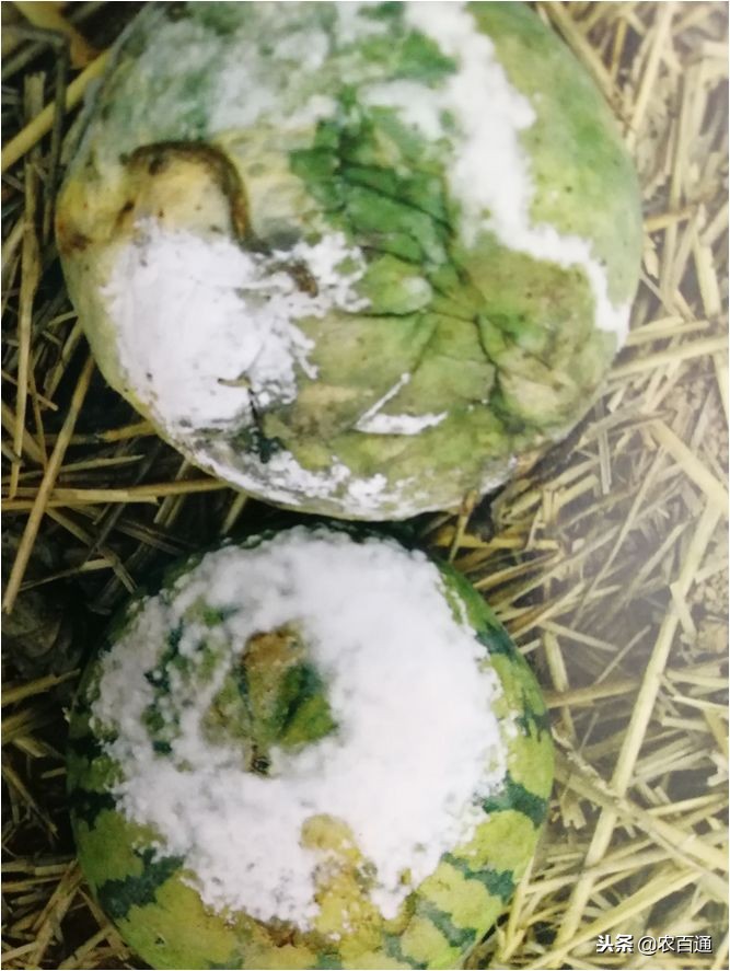 西瓜下雨之前打什么药防治病害,西瓜幼苗病害的各种症状图片