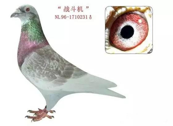 用成绩征服世界鸽坛，实力非凡却又异常低调的世界超级铭鸽全在这