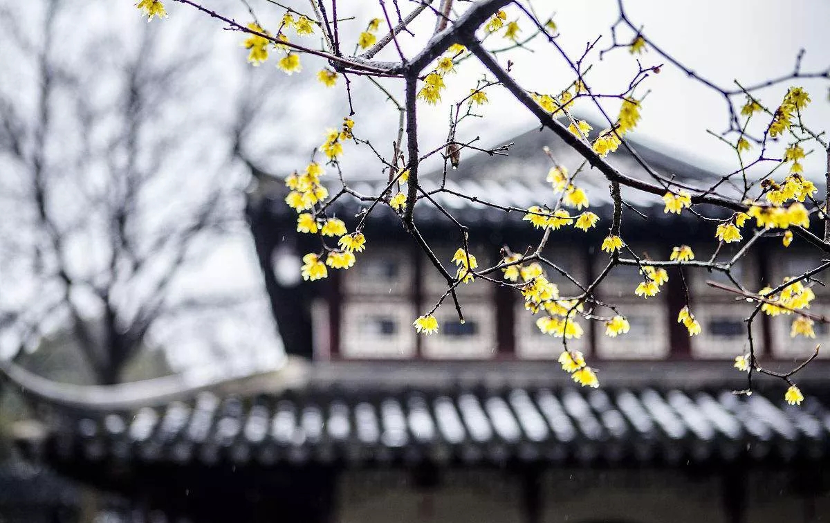 冬日的苏州有多美？雪景、美食、温泉，让你瞬间梦回姑苏城