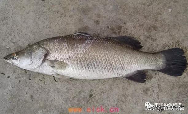 十种最受欢迎的海鱼,钓鱼人最爱的海鱼