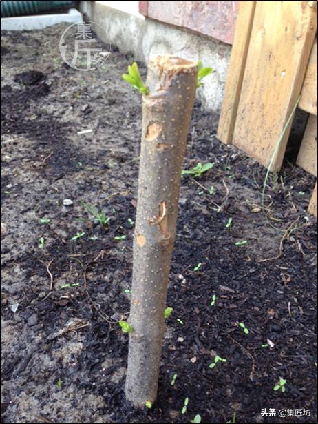 紫丁香的盆景造型与养护,白丁香盆景如何让它开花