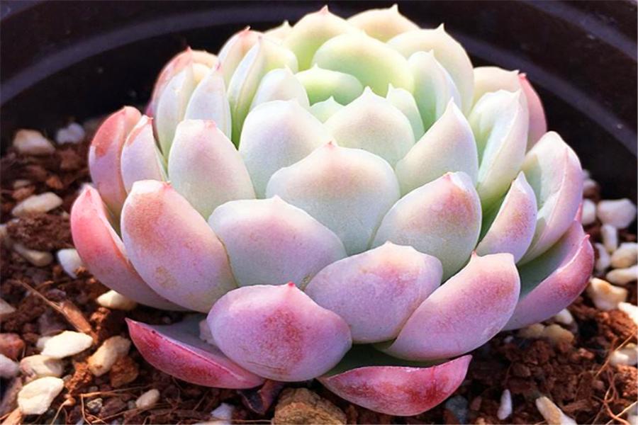 想把多肉冰梅养成透明绚烂的大果冻，就不能惯着它，越冻越有仙气