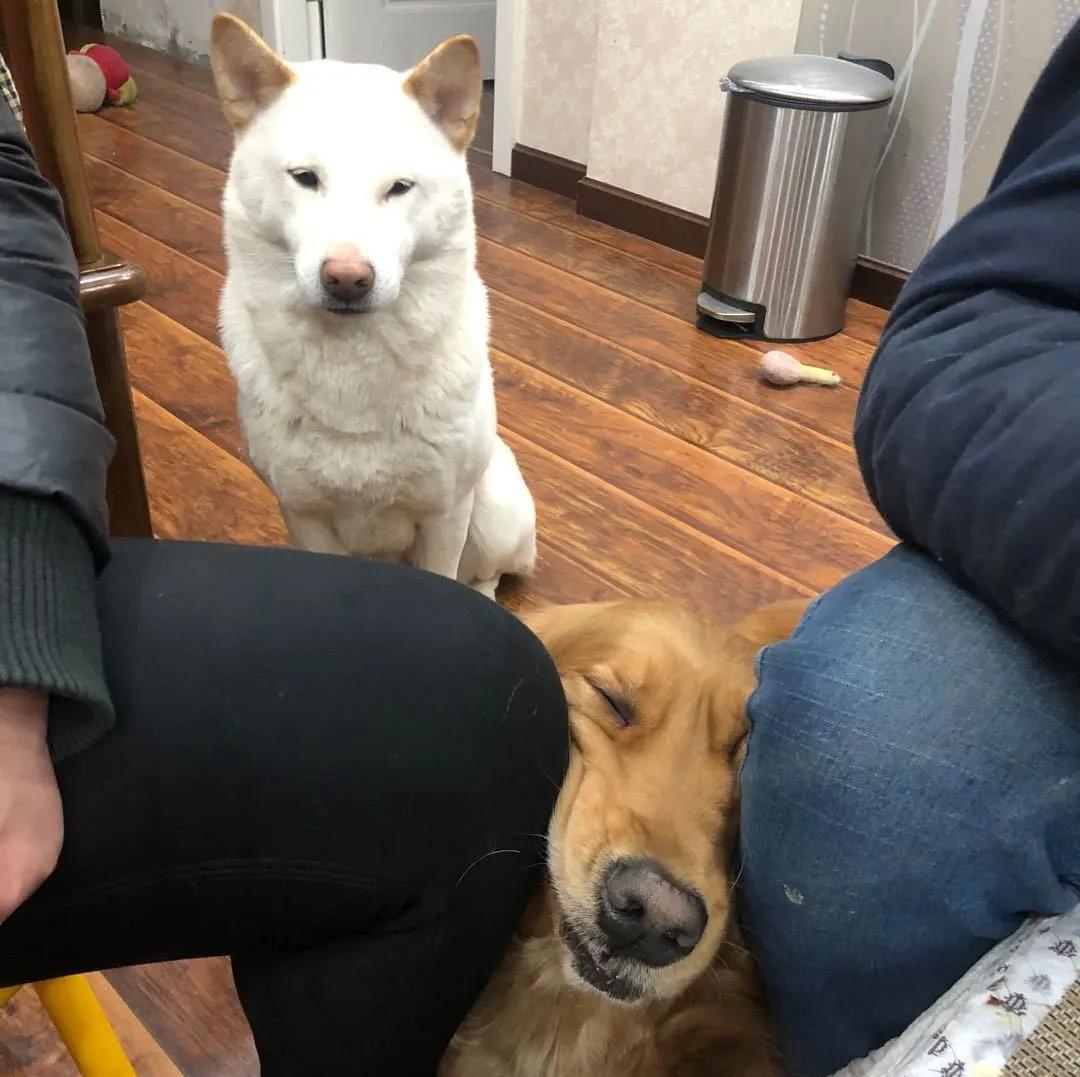 模仿狗狗睡姿,分享下你家狗子的睡姿