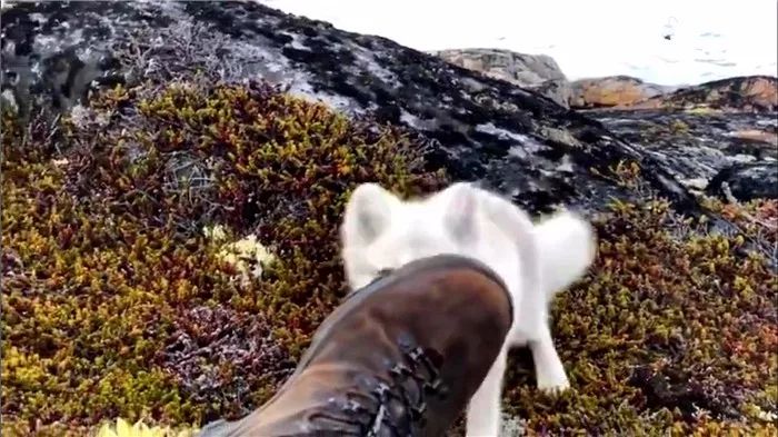 摄影师遇到白狐狸,摄影师遇见小白狐