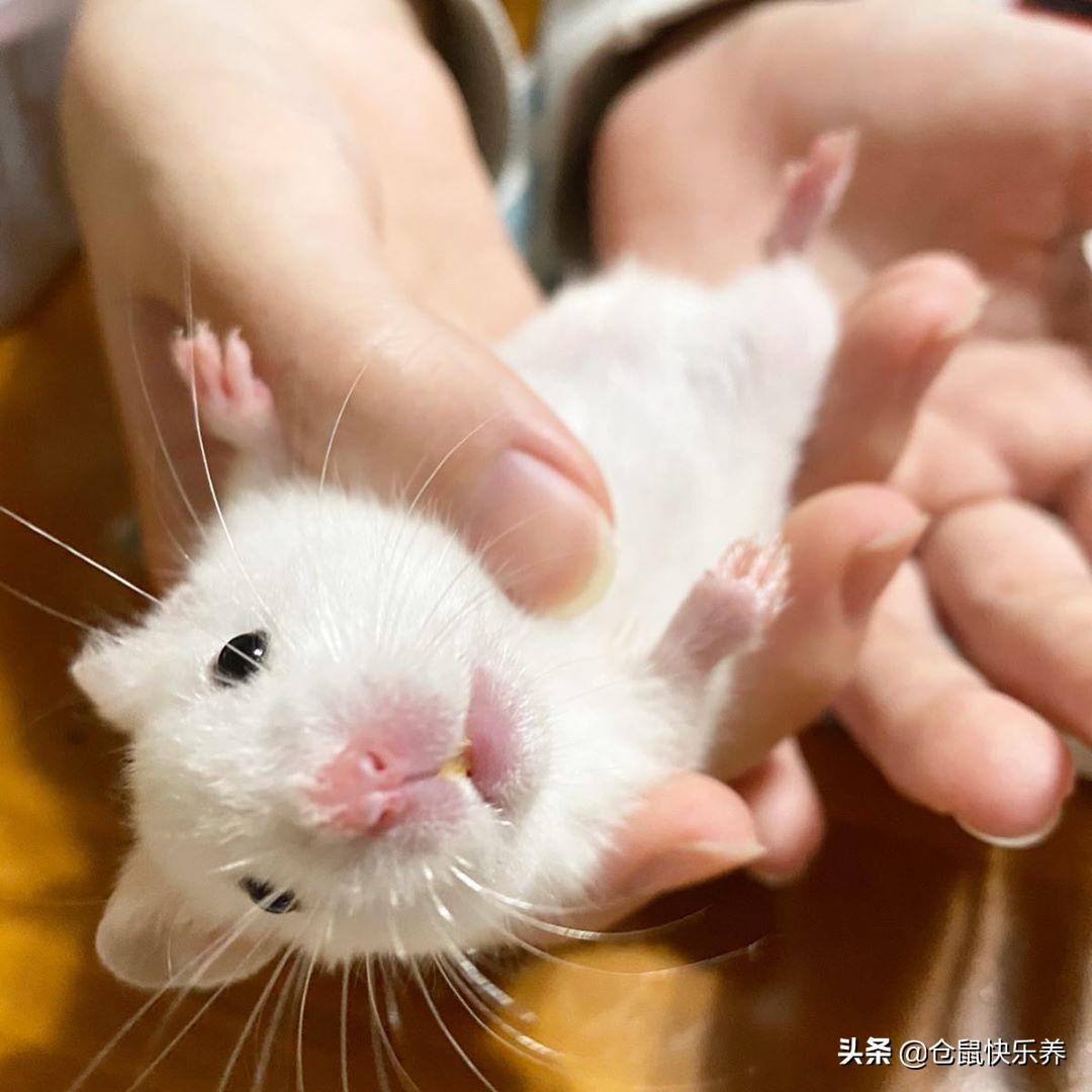 仓鼠“离家出走”是本性，经历过寒冷与饥饿后，鼠鼠选择了回笼