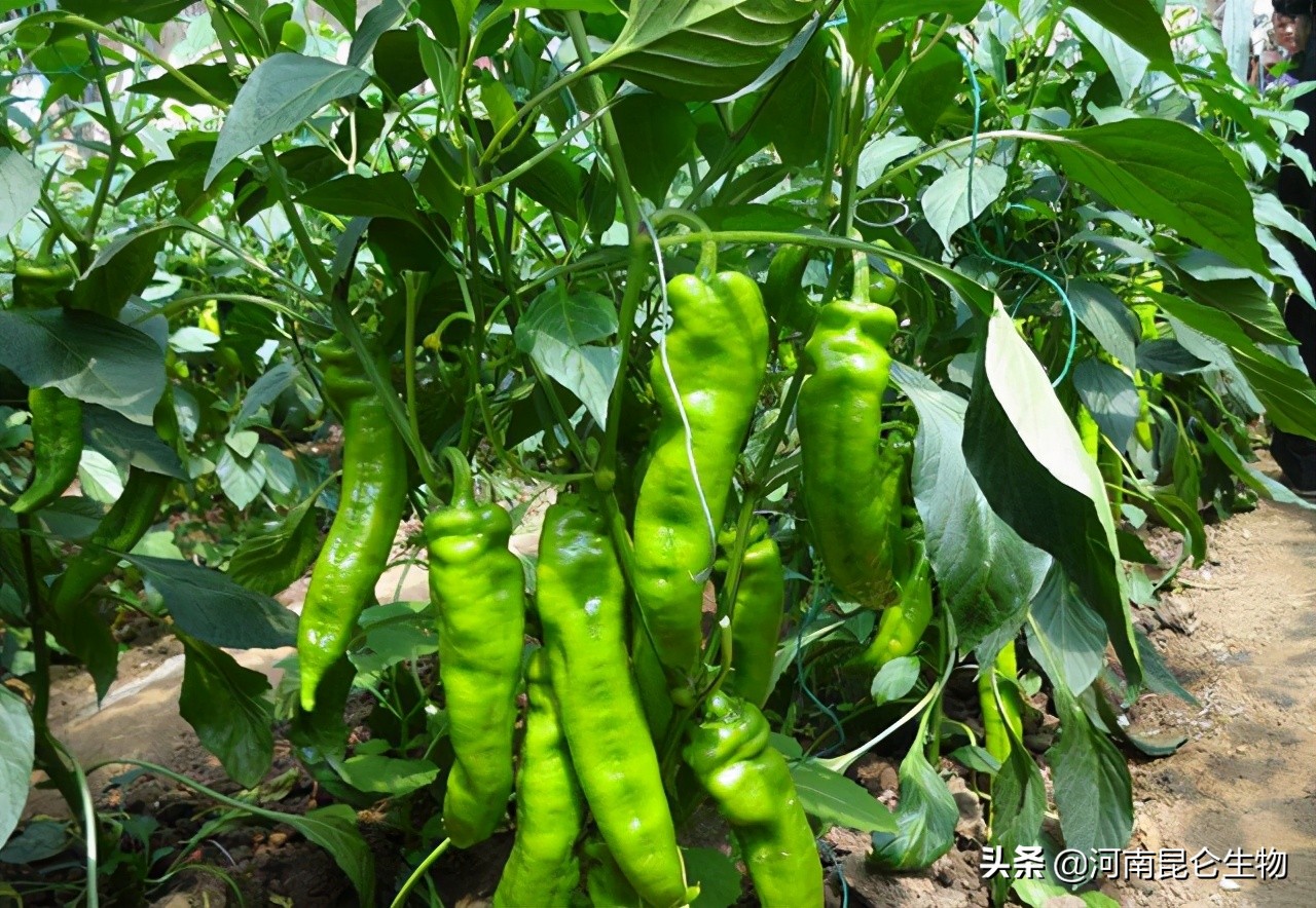 辣椒烂根最有效的方法,辣椒重茬根腐病怎么办