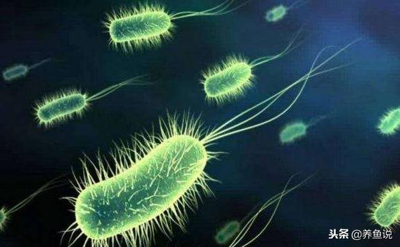 鱼缸中的硝化细菌主要在哪里,鱼缸中的硝化细菌有什么作用