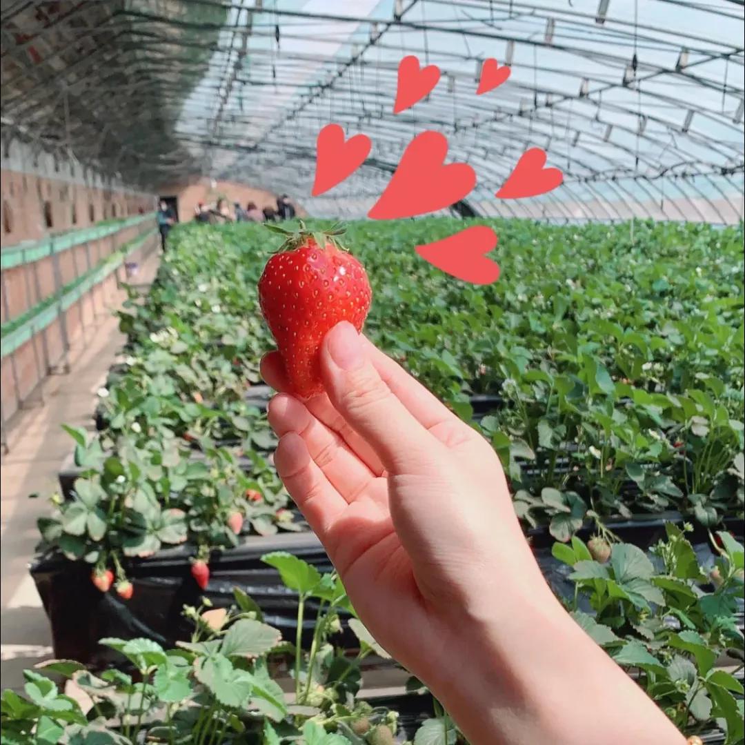 一个不出郑州的踏青好去处,天津春游公园推荐