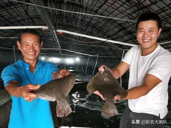 多宝鱼的养殖盐度和温度是多少度,多宝鱼是淡水养殖还是海水养殖好