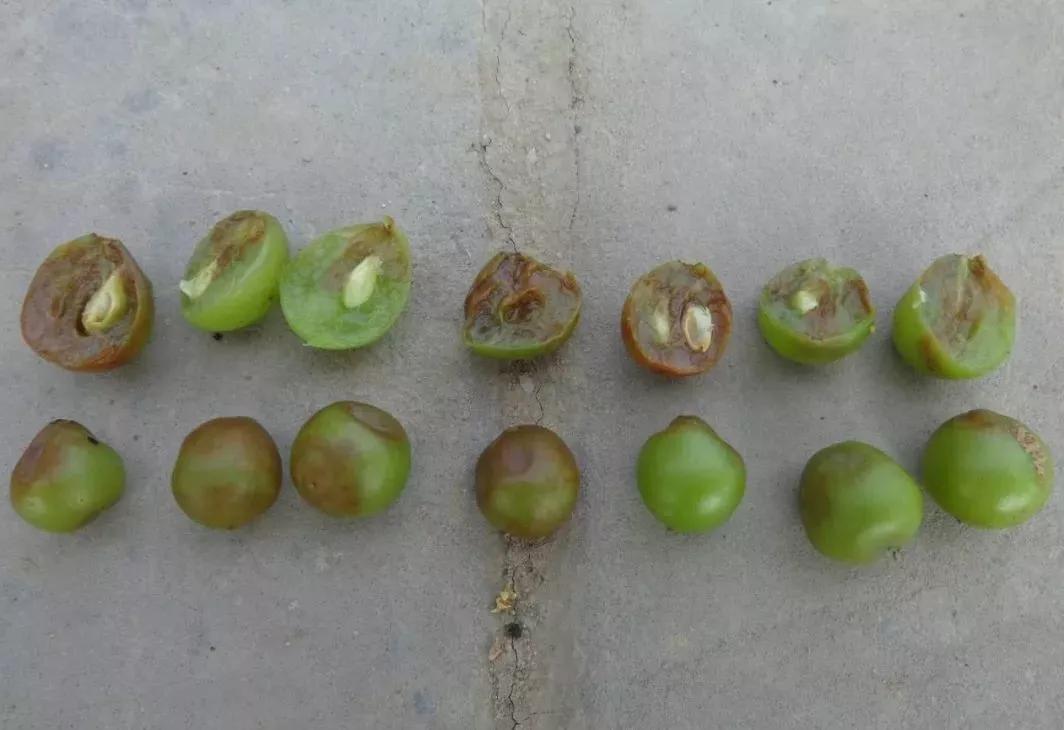 涨知识了最热的葡萄品种都在这里,涨知识冬虫夏草