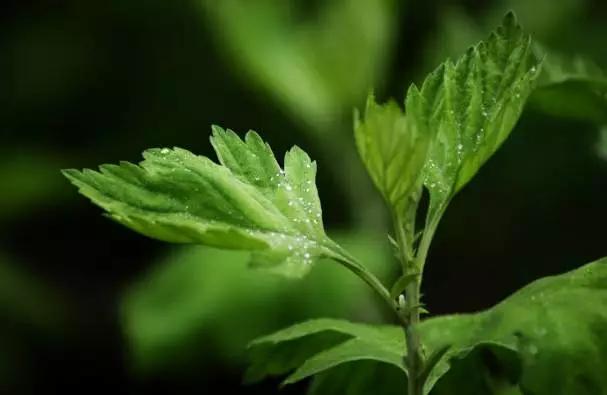 云南特产山货血三七,云南独有的44种野菜