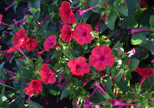 家里好养的花种子有哪些,哪种花种子最容易种活还好养