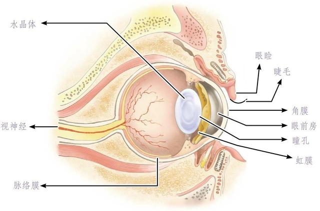 猫咪眼睛常见问题与处理办法,怎么判断猫咪眼睛发炎完全好了